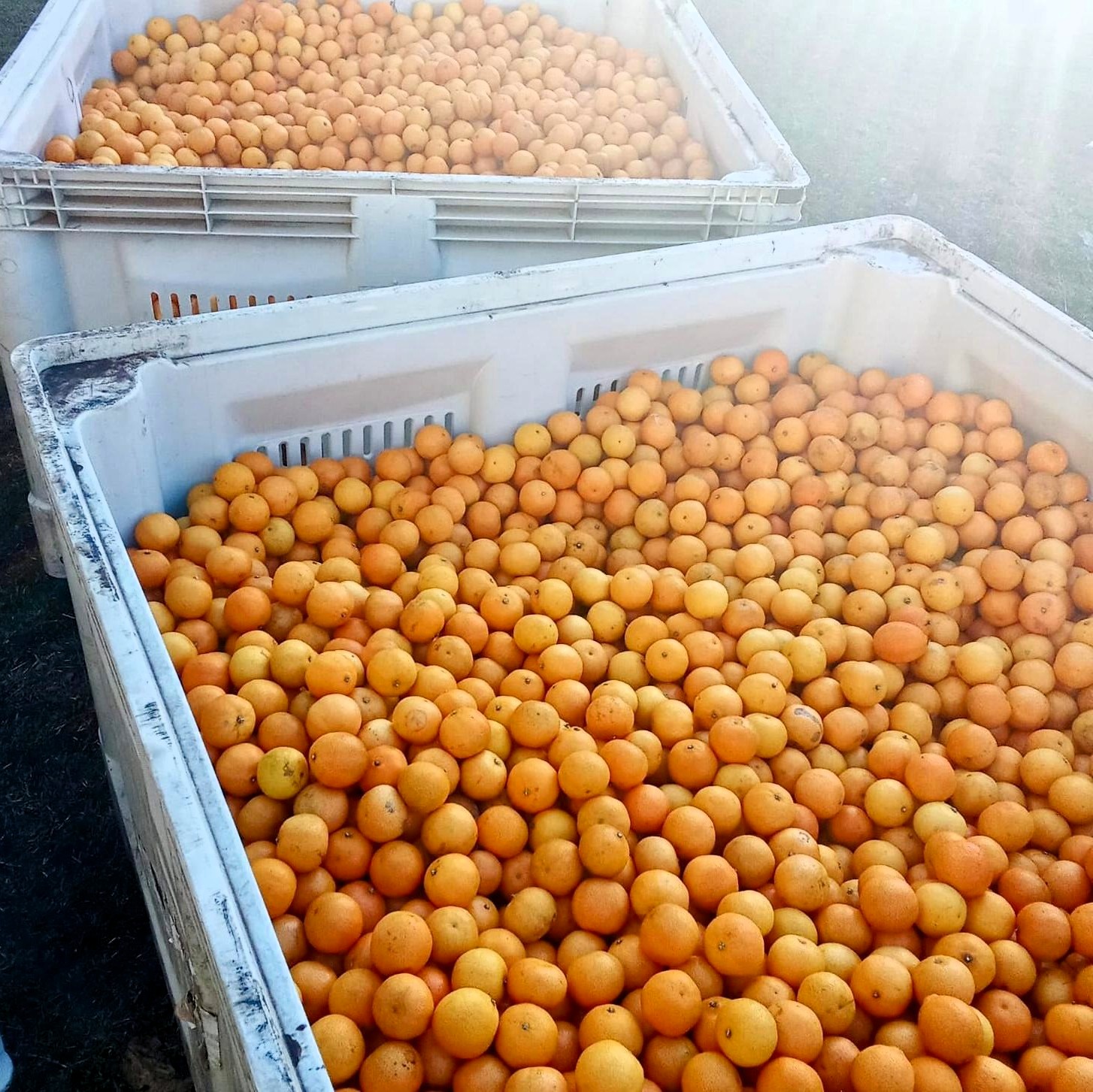 Camposol realizó una donación de naranjas destinada al Sistema de Comedores Camposol realizó una donación de naranjas destinada al Sistema de Comedores
