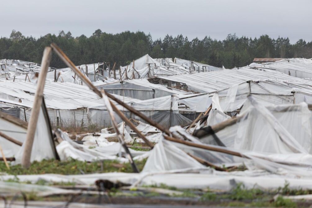 Gobierno decretó la emergencia granjera en Salto tras el temporal Gobierno decretó la emergencia granjera en Salto tras el temporal