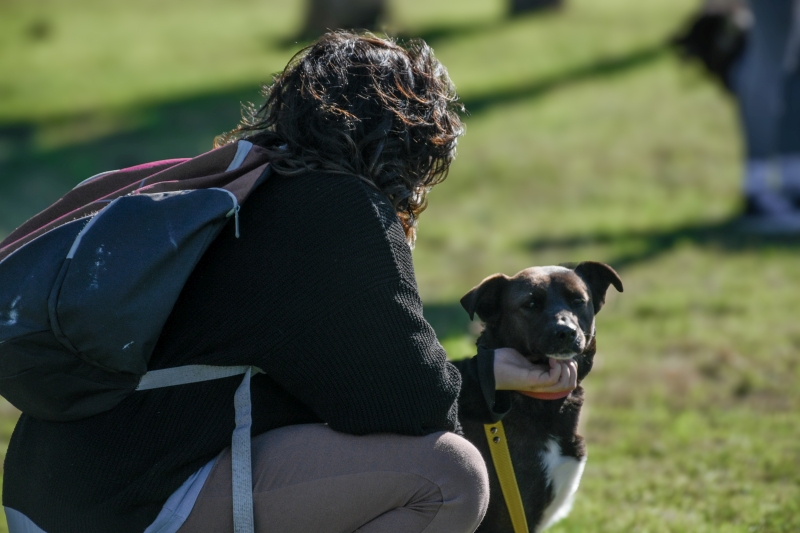 Bienestar animal: este viernes 17 de abril habrá guardia de castraciones caninas